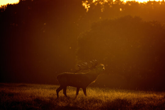 A red deer (Cervus elaphus) in rutting seasons loud trumpets during the morning haze in autumn in Dyrehave Royal Park, Denmark. Sunrise and sunset over the sea. Steam from the mouth.
