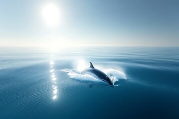 Obraz premium Minke whale breaching