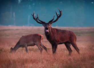A red deer (Cervus elaphus) in rutting seasons loud trumpets during the morning haze in autumn in Dyrehave Royal Park, Denmark. Sunrise and sunset over the sea. Steam from the mouth.