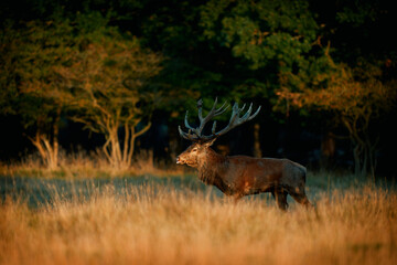 A red deer (Cervus elaphus) in rutting seasons loud trumpets during the morning haze in autumn in Dyrehave Royal Park, Denmark. Sunrise and sunset over the sea. Steam from the mouth.