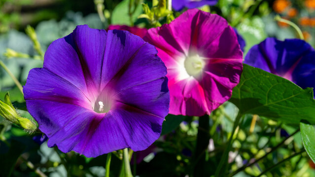Decorative flower Ipomoea is the largest genus in plant family Convolvulaceae. Garden plants and floriculture or flower growing