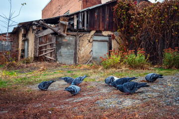 Old courtyard with pigeons and a crumbling old building made of brick, wood and clay