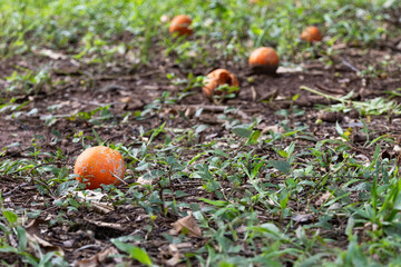 Ripe lemons on the ground