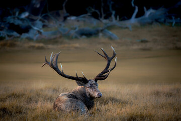 A red deer (Cervus elaphus) in rutting seasons loud trumpets during the morning haze in autumn in...