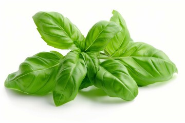 Fototapeta premium Fresh green basil leaves are lying on a white background