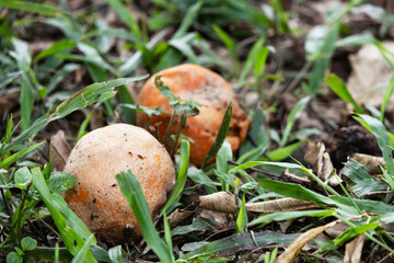 The ripe and the rotten