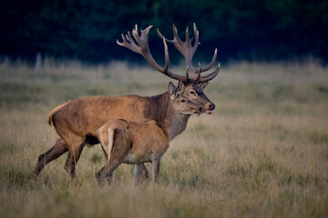 A red deer (Cervus elaphus) in rutting seasons loud trumpets during the morning haze in autumn in Dyrehave Royal Park, Denmark. Sunrise and sunset over the sea. Steam from the mouth.