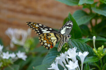 Schmetterling