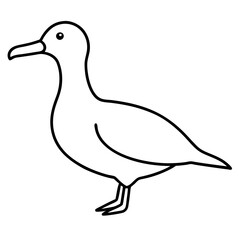 duck isolated on white