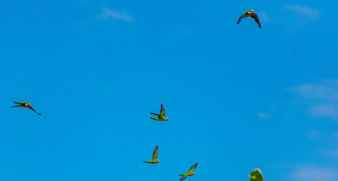 periquitos verdes voando no c&eacute;u