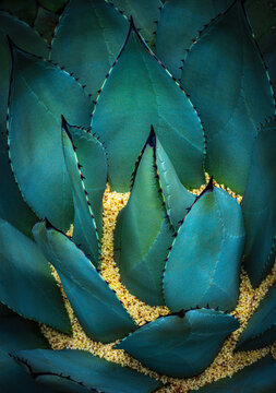 blue agave from three quarters above