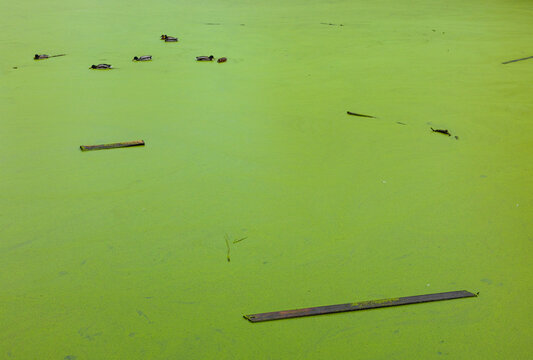 Green Texture Surface Of Swamp With Ducks