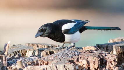 penguin on the rocks