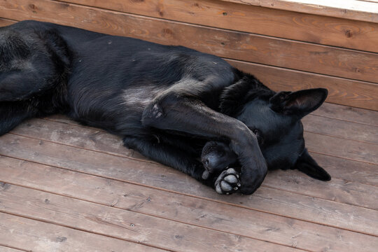 Black dog resting on wooden deck with paw over face