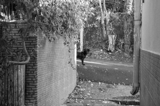 Black dog standing near a brick wall in a shaded alley
