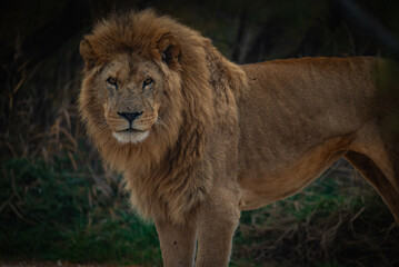 El rey de la selva