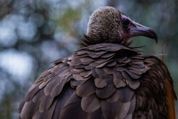 Pajaro