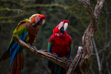Guacamayo