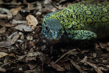 Lagarto