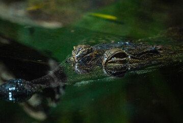 Caiman