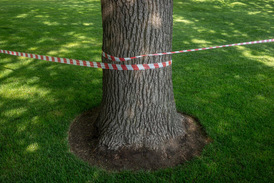 Tree Trunk Encircled with Red and White Caution Tape