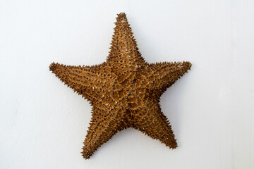 Caracoles del mar, decoración marina con conchas reales y artificiales.
