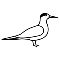 duck isolated on white background