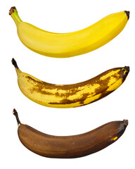 Ripening Stages of Banana Fruit Isolated on White Background