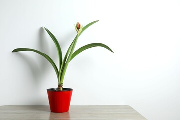 Blooming houseplant Amaryllis with red bud in a pot on a table