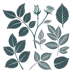 Fototapeta premium Rose leaf ,silhouette set