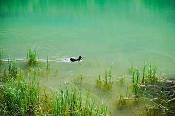 Adult coot Fulica Atra swimming on turquoise water to its nest in the reeds in Lake Dobbiaco, Lake Dobbiaco in the Dolomites in South Tyrol, Italy