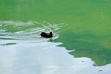 Adult coot Fulica Atra swimming on turquoise water to its nest in the reeds in Lake Dobbiaco, Lake Dobbiaco in the Dolomites in South Tyrol, Italy