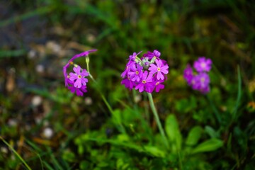 Close-up of pink and purple flowers of Primula farinosa. This plant belongs to the Primulaceae family and grows in the high mountain regions of Europe. Taken on a hiking trail in the forest of the Dol