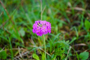 Close-up of pink and purple flowers of Primula farinosa. This plant belongs to the Primulaceae family and grows in the high mountain regions of Europe. Taken on a hiking trail in the forest of the Dol