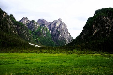 Overgrown water surface of Lago di Dobbiaco, Toblacher See in the Dolomites, South Tyrol, Italy. 