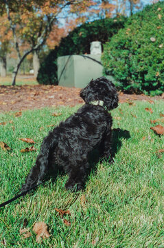 Puppy Dog in Grass