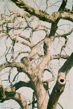 Bare Tree with Many Branches