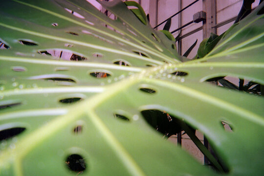 Tropical Leaf Close Up