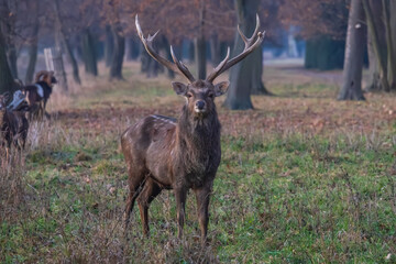 Sika deer - Cervus nippon in winter in the forest