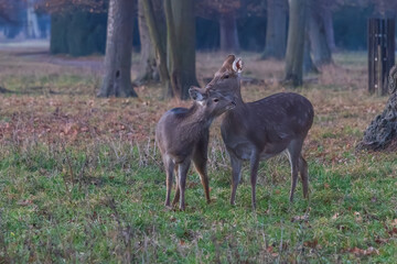 Sika deer - Cervus nippon in winter in the forest