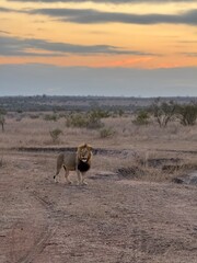 lion spotted at sunset