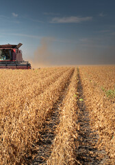 Fototapeta premium Harvesting combine in the wheat.
