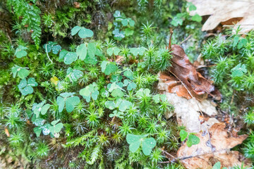 Dewy Forest Clover and Moss Closeup