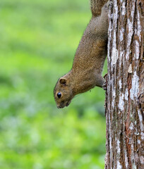 Irrawaddy squirrel on the tree.Irrawaddy squirrel (Callosciurus pygerythrus) or hoary-bellied Himalayan squirrel is a species of rodent in the family Sciuridae.