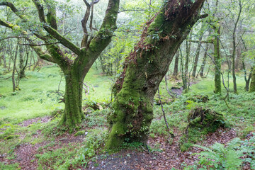 Mystical Moss-Covered Trees