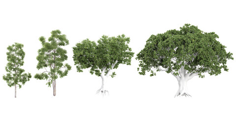 Obraz premium 3d illustration of corymbia,Eucalyptus trees on transparent background