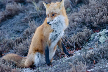 red fox in the wild