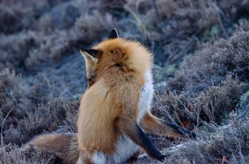 Red Fox grooming itself