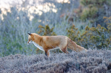 red fox in the wild