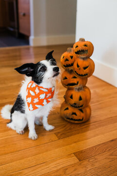 Spooky Dog at Halloween